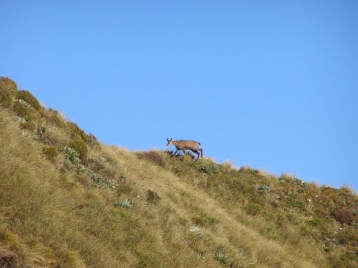 NZ Hunting Expeditions
