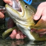 NZ Fly Fishing Expeditions - removing a dry fly from a New Zealand brown trout