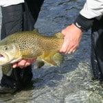 NZ Fly Fishing Expeditions - buttery New Zealand brown trout