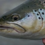 NZ Fly Fishing Expeditions - The colors of Brown trout