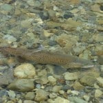NZ Fly Fishing Expeditions - Released New Zealand brown trout