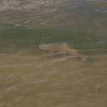 NZ Fly Fishing Expeditions - NZ brown crusing the weed beds