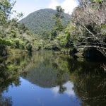 NZ Fly Fishing Expeditions - jungle fishing in South Westland
