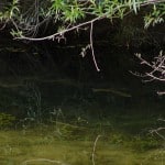 NZ Fly Fishing Expeditions - crusing NZ brown trout