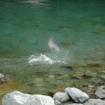 NZ Fly Fishing Expeditions - NZ brown trout jumps during battle