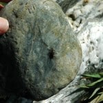 NZ Fly Fishing Expeditions - mayfly