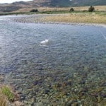 NZ Fly Fishing Expeditions - NZ brown trout jumps