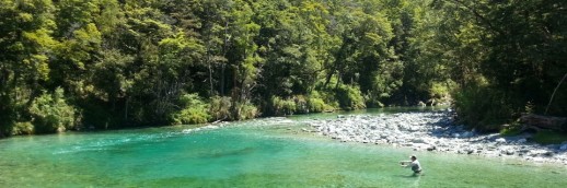 New Zealand Fly Fishing Expeditions - Beech Trees