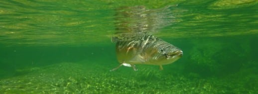 New Zealand Fly Fishing Expeditions