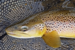 New Zealand Fly Fishing Expeditions