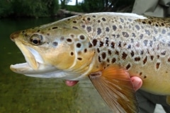New Zealand Fly Fishing Expeditions