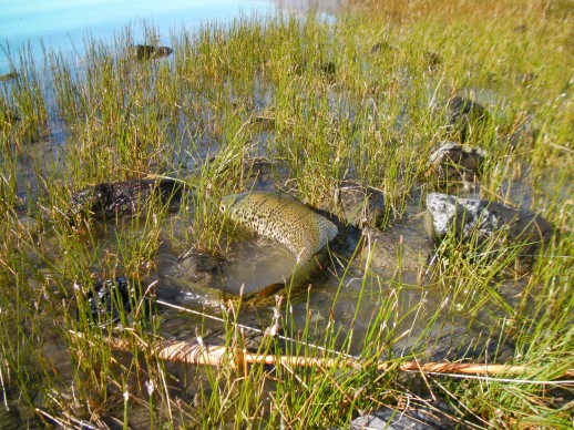 Brown Trout and Bamboo Rod