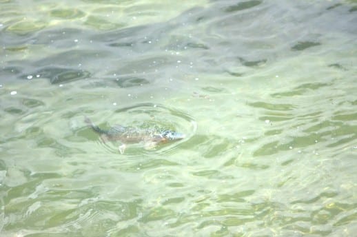 NZ Fly Fishing Expeditions - Trout Closes mouth