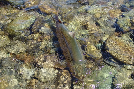 Autumn Brown Trout