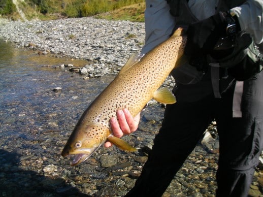 NZ Fly Fishing Expeditions - late season Brown trout