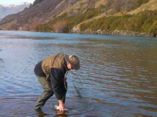 NZ Fly Fishing Expeditions Releasing a Rainbow