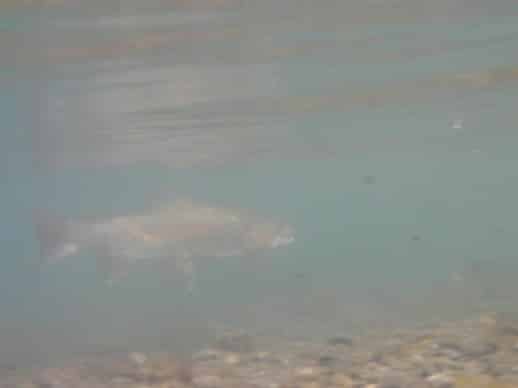 NZ Fly Fishing Expeditions Underwater Rainbow trout