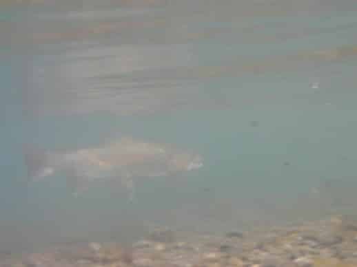 Underwater Rainbow trout