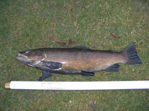 8.5lbs brown trout - winter fishing in the wakatipu