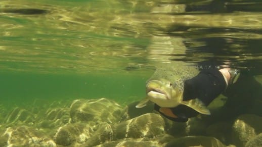 New Zealand Fly Fishing Expeditions releasing a brown trout