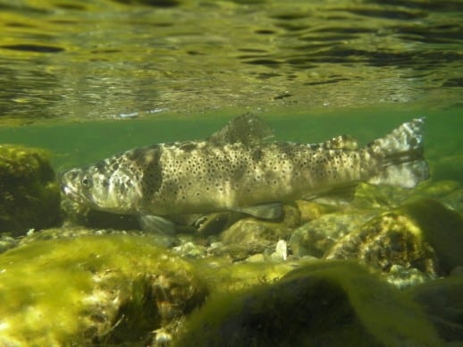 Colours of Brown trout