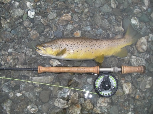 New Zealand Fly Fishing Expeditions Brown trout caught on saltwater fly