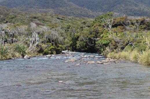 New Zealand Fly Fishing Expeditions South Westland Bush