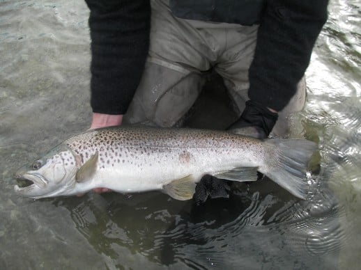 New Zealand Fly Fishing Expedtions - A fine early season trophy brown trout