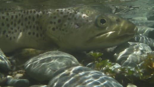 New Zealand Fly Fishing Expeditions - spots on brown