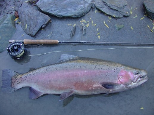 New Zealand Fly Fishing Expeditions 11.25lb NZ Rainbow trout