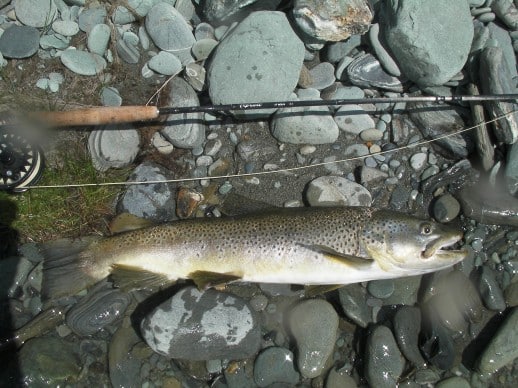 New Zealand Fly Fishing Expeditions - early season high country brown