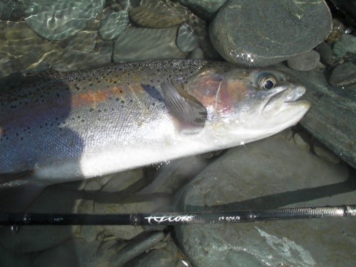 New Zealand Fly Fishing Expeditions - early season high country rainbow