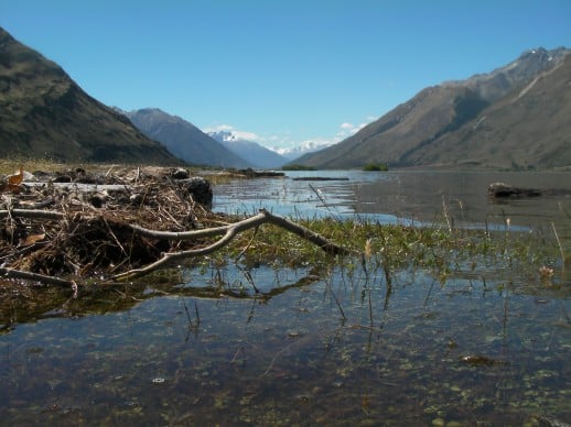 New Zealand Fly Fishing Expeditions flood debris over paddocks