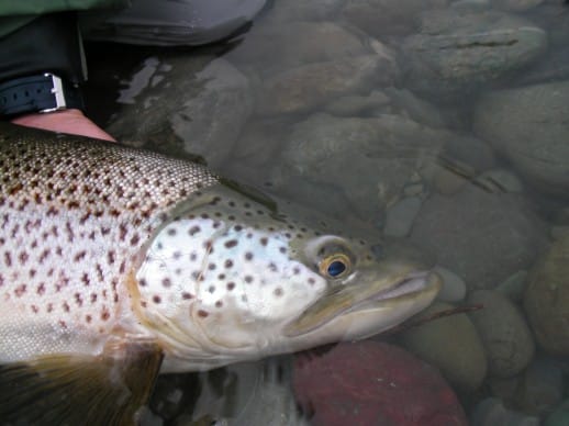 New Zealand Fly Fishing Expeditions - zoned into cicadas
