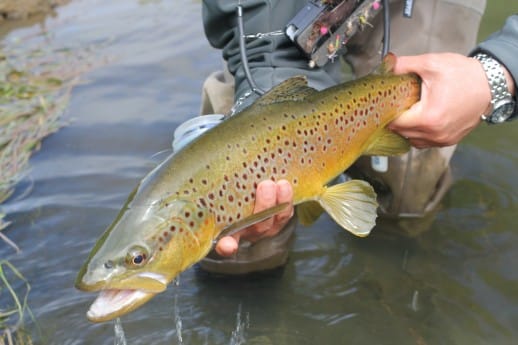 Queenstown Fly Fishing