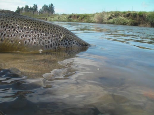 Southland fishing