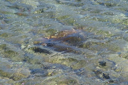 Spotting NZ Trout