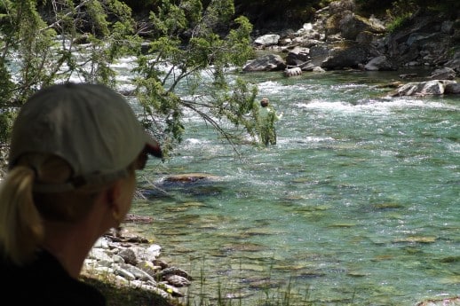 Spotting NZ Trout