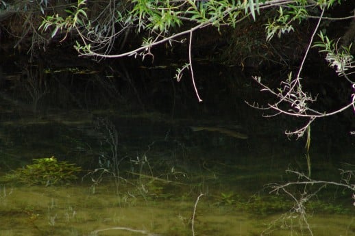 Spotting NZ Trout