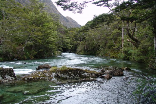 Spotting NZ Trout