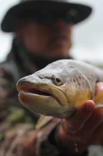 Spotting NZ Trout