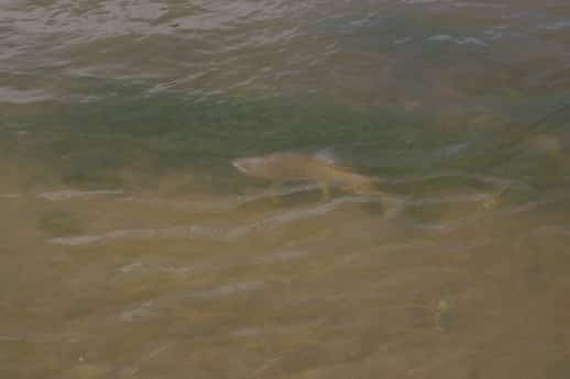 Spotting NZ Trout