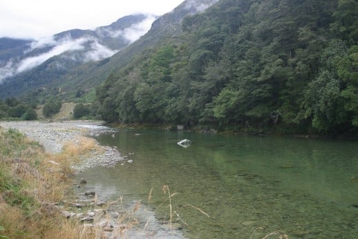 Spotting NZ Trout