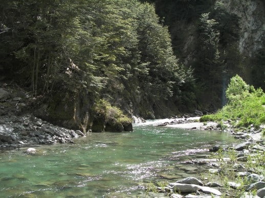 Spotting NZ Trout