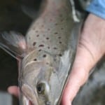 Fly Fishing Queenstown