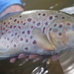 NZ Fly Fishing Expeditions