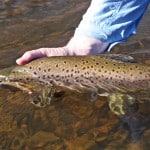 Fly Fishing Queenstown