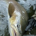 Fly Fishing Queenstown