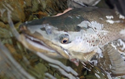 Fly Fishing Queenstown