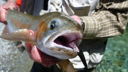 Queenstown Fishing